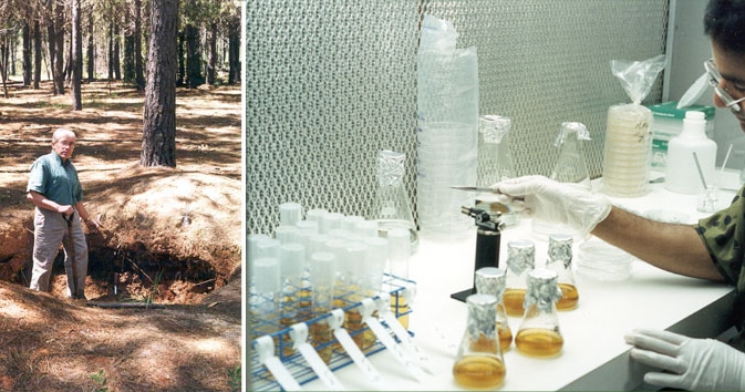 Beneficial soil micro-organisms are collected in healthy  forests and isolated in the lab