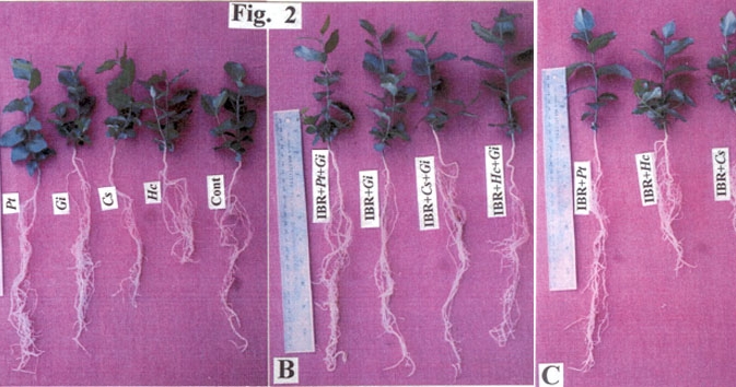 Various collected strains are applied  to host plants to assess their effect on nutrient uptake 