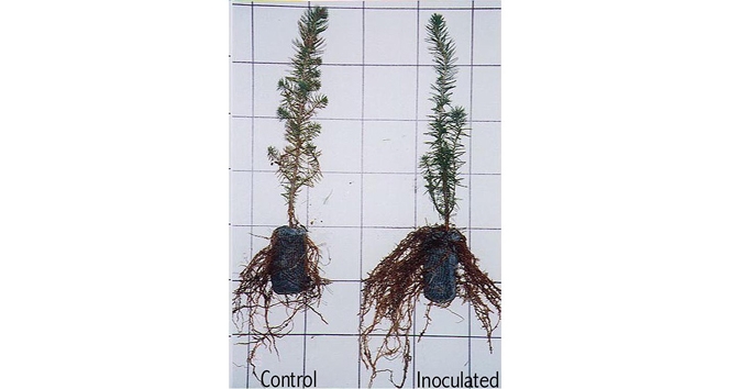 Root growth potential after out planting is also assessed for various plant species 