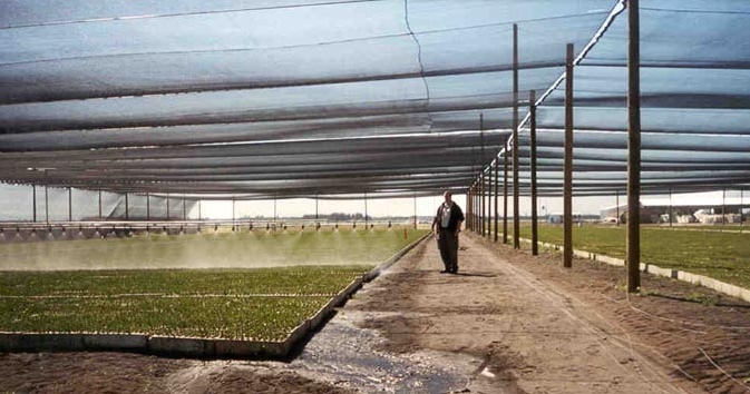 Best strains are identified and applied in the tree nursery through standard irrigation system 