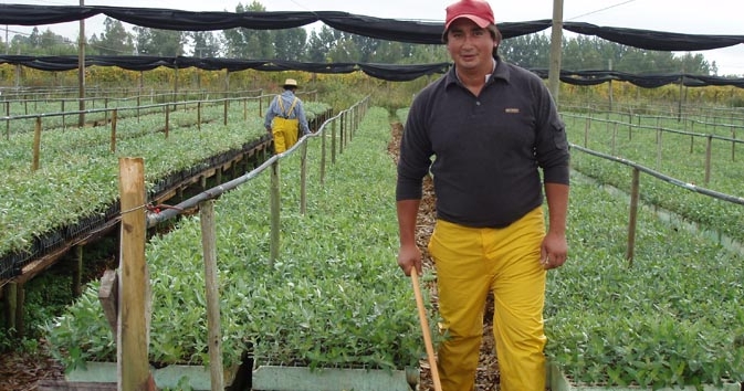 Application of microbes in smaller nurseries done by hand watering 