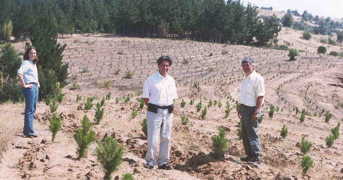 Establishing  Pine seedlings on unproductive and eroding grazing land in Central Chile 