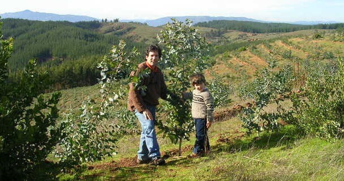 Establishing Eucalyptus seedlings on marginal land in Chile