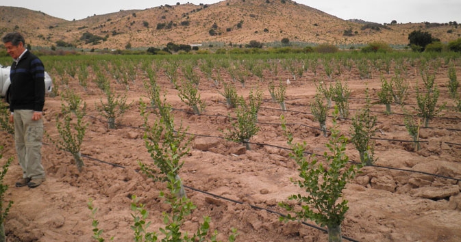 Quillay plantation being established on degraded land