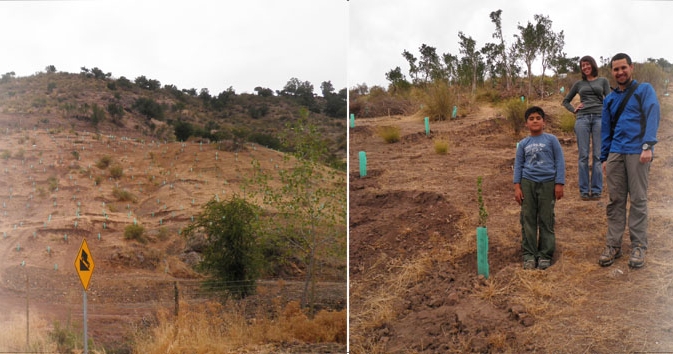 Newly planted Quillay seedlings (with rabbit protectors) on eroded land
