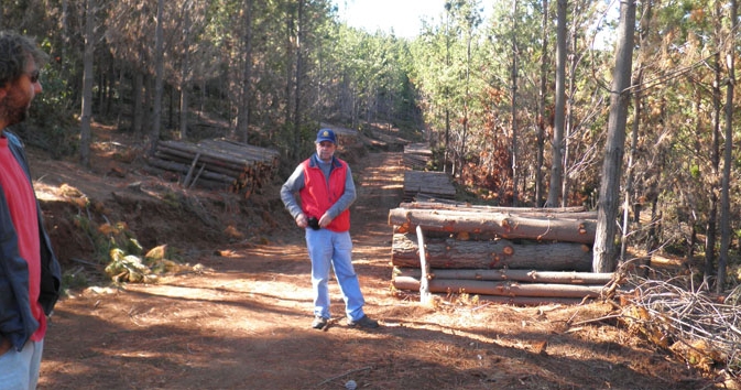 Thinning of forest to allow for optimum growth under government approved sustainable forestry plan 