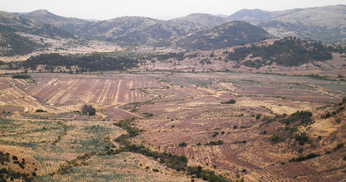 Land being site-prepared for planting